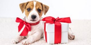 puppy-christmas-present